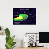 Prokaryotisch celdiagram poster (Thuiskantoor)