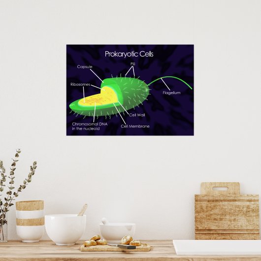 Prokaryotisch celdiagram poster (Keuken)