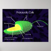 Prokaryotisch celdiagram poster (Voorkant)