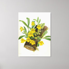 Promenaea Citrina  Lindenia Orchids Canvas Afdruk