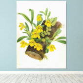 Promenaea Citrina  Lindenia Orchids Canvas Afdruk (Insitu (Houten vloer))