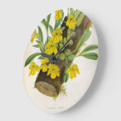 Promenaea Citrina  Lindenia Orchids Grote Klok (Hoek)