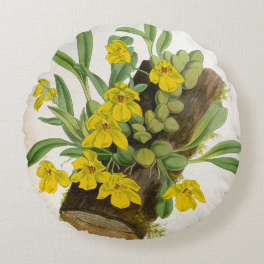 Promenaea Citrina  Lindenia Orchids Rond Kussen (Voorkant)