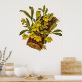 Promenaea Stapelioides Orchidee Flower Poster (Keuken)