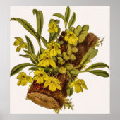  Promenaea Stapelioides Orchidee Flower Poster (Voorkant)