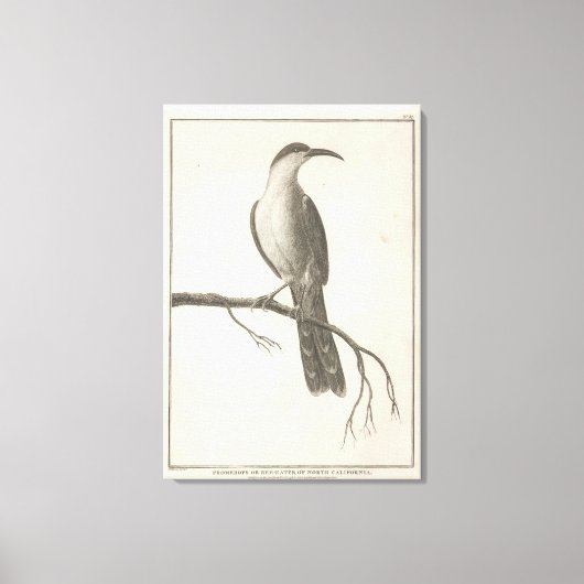 Promerops of Bee Eater van Californië Canvas Afdruk (Voorkant)