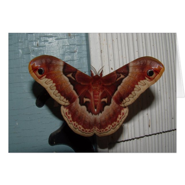 Promethea Moth (Voorkant Horizontaal)