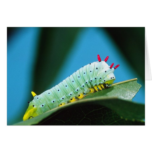 Prometheus Mot Rups, Callosamia (Voorkant Horizontaal)