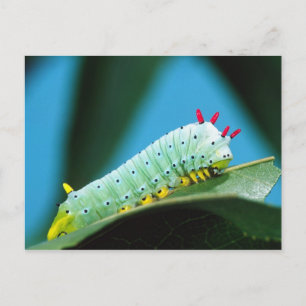 Prometheus Mot Rups, Callosamia Briefkaart