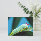 Prometheus Mot Rups, Callosamia Briefkaart (Staand voorkant)