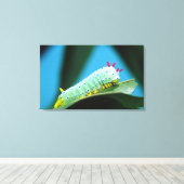 Prometheus Mot Rups, Callosamia Canvas Afdruk (Insitu (Houten vloer))