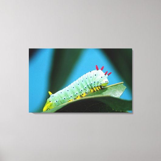 Prometheus Mot Rups, Callosamia Canvas Afdruk (Voorkant)
