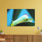 Prometheus Mot Rups, Callosamia Canvas Afdruk (Insitu (Woonkamer))