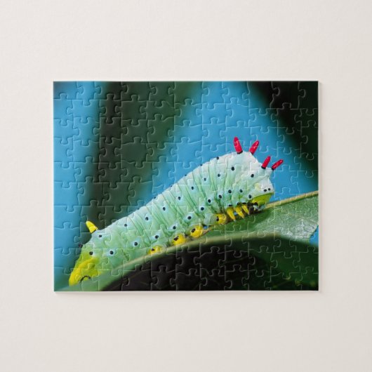 Prometheus Mot Rups, Callosamia Legpuzzel (Horizontaal)