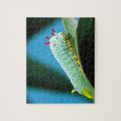 Prometheus Mot Rups, Callosamia Legpuzzel (Verticaal)