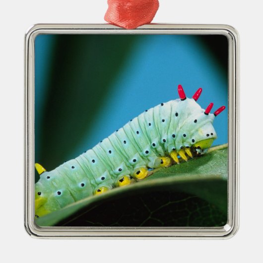 Prometheus Mot Rups, Callosamia Metalen Ornament (Voorkant)