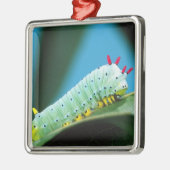 Prometheus Mot Rups, Callosamia Metalen Ornament (Links)