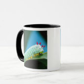 Prometheus Mot Rups, Callosamia Mok (Voorkant links)