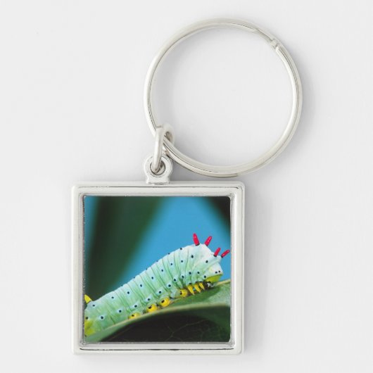 Prometheus Mot Rups, Callosamia Sleutelhanger (Voorkant)