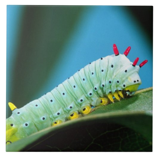 Prometheus Mot Rups, Callosamia Tegeltje (Voorkant)