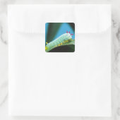 Prometheus Mot Rups, Callosamia Vierkante Sticker (Tas)