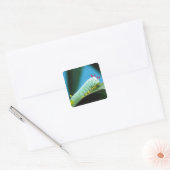 Prometheus Mot Rups, Callosamia Vierkante Sticker (Envelop)