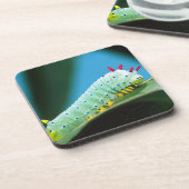 Prometheus Moth Caterpijler, Callosamia Drankjes Onderzetter (Linkerzijde)