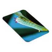 Prometheus Moth Caterpijler, Callosamia Magneet (Rechterzijde)