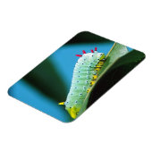 Prometheus Moth Caterpijler, Callosamia Magneet (Linkerzijde)