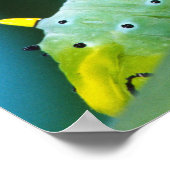 Prometheus Moth Caterpijler, Callosamia Poster (Hoek)
