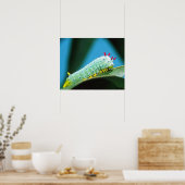Prometheus Moth Caterpijler, Callosamia Poster (Keuken)