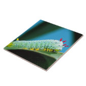 Prometheus Moth Caterpijler, Callosamia Tegeltje (Zijkant)