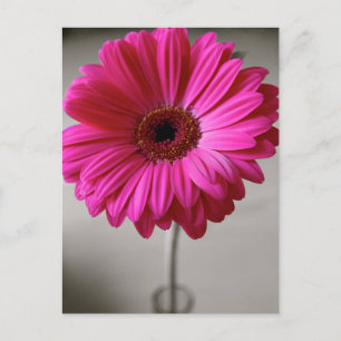 Promise Gerbera Briefkaart