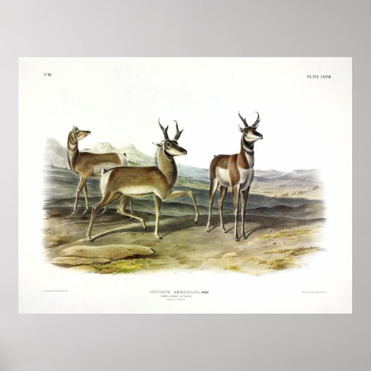 Prong-horned Antelope (Pronghorn) van Audubon Poster (Voorkant)