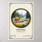 Pronghorn (American Antelope) Zoology Series Poster (Voorkant)