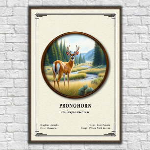 Pronghorn (Amerikaanse Antilope) Zoölogie Serie Poster