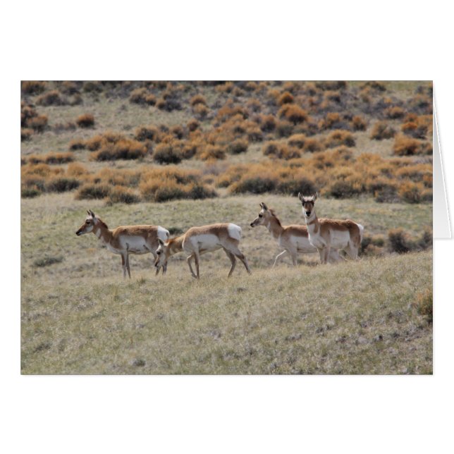 Pronghorn Antelope (Voorkant Horizontaal)