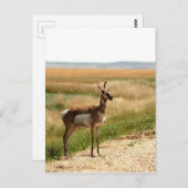 Pronghorn Antelope Briefkaart (Voorkant / Achterkant)
