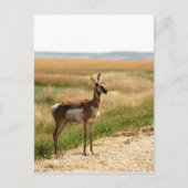 Pronghorn Antelope Briefkaart (Voorkant)