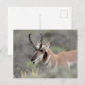 Pronghorn Antelope Buck | Grand Tetons Briefkaart (Voorkant / Achterkant)