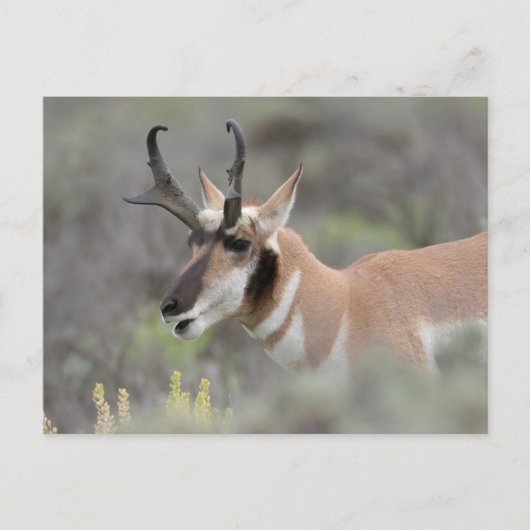Pronghorn Antelope Buck | Grand Tetons Briefkaart (Voorkant)