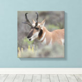 Pronghorn Antelope Buck | Grand Tetons Canvas Afdruk (Insitu (Houten vloer))