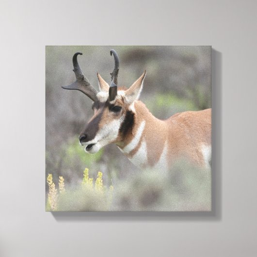 Pronghorn Antelope Buck | Grand Tetons Canvas Afdruk (Voorkant)