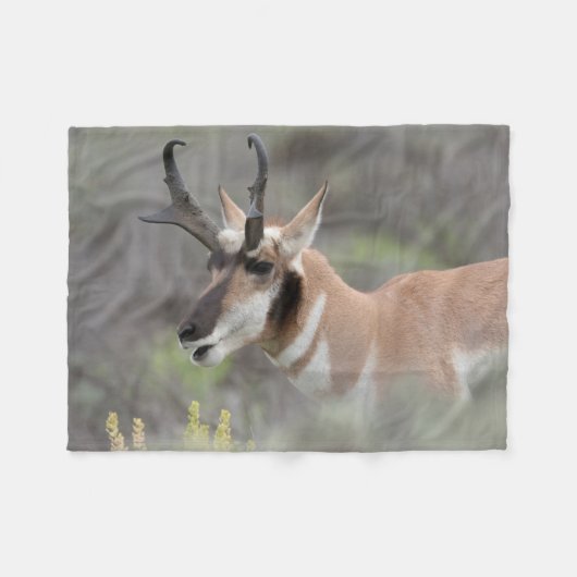 Pronghorn Antelope Buck | Grand Tetons Fleece Deken (Voorkant (Horizontaal))