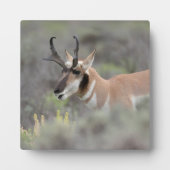 Pronghorn Antelope Buck | Grand Tetons Fotoplaat (Voorkant)