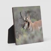 Pronghorn Antelope Buck | Grand Tetons Fotoplaat (Voorkant)