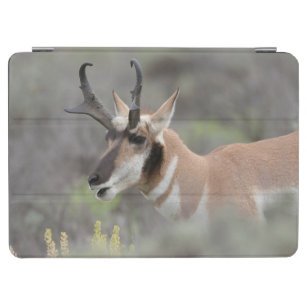 Pronghorn Antelope Buck   Grand Tetons iPad Air Cover