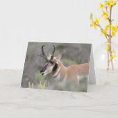 Pronghorn Antelope Buck | Grand Tetons Kaart (Gele Bloem)