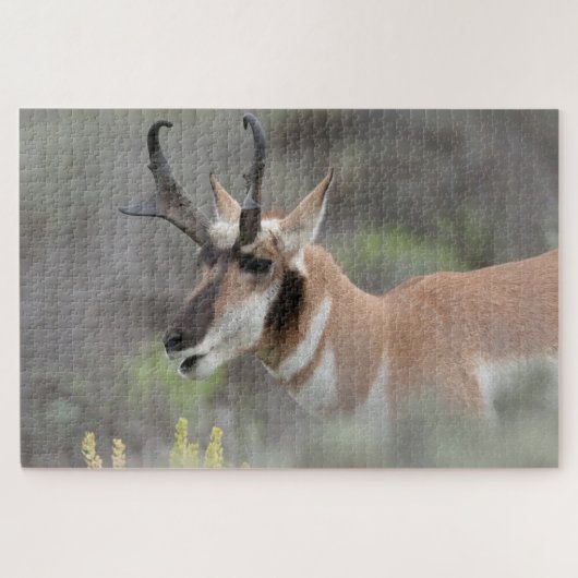 Pronghorn Antelope Buck | Grand Tetons Legpuzzel (Horizontaal)