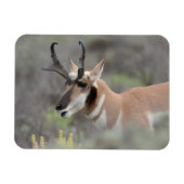 Pronghorn Antelope Buck | Grand Tetons Magneet (Horizontaal)